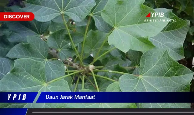 9 Manfaat Daun Jarak: Temuan & Khasiatnya