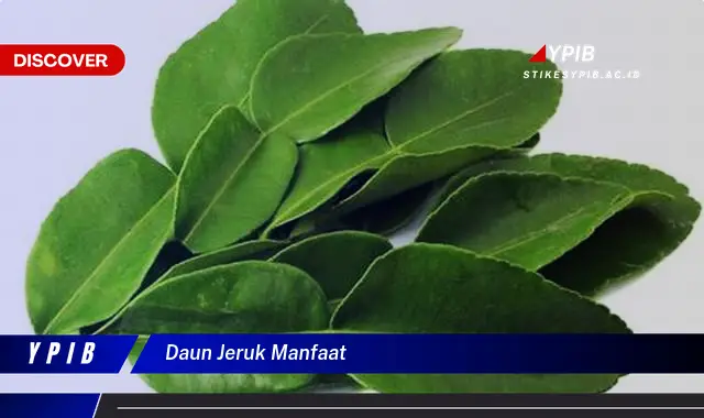 Ketahui 10 Manfaat Daun Jeruk untuk Kesehatan, Kecantikan, dan Masakan