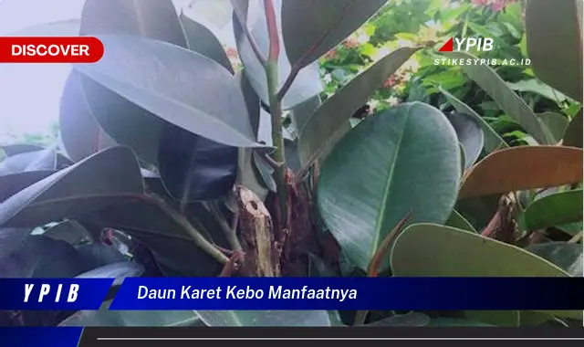 Ketahui 9 Manfaat Daun Karet Kebo untuk Kesehatan dan Kecantikan Anda