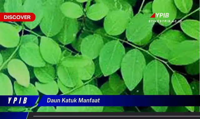 daun katuk manfaat