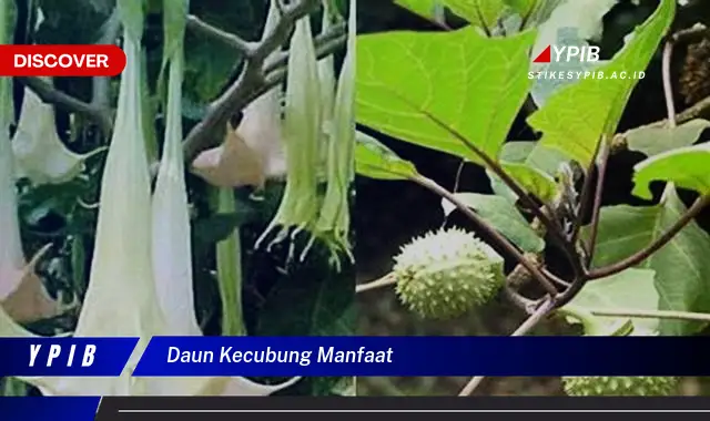 Ketahui 10 Manfaat Daun Kecubung untuk Kesehatan Tubuh dan Efek Sampingnya