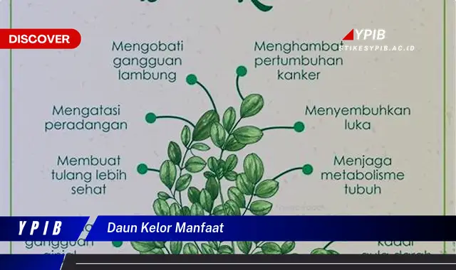 Ketahui 10 Manfaat Daun Kelor untuk Kesehatan, Kecantikan, dan Lainnya