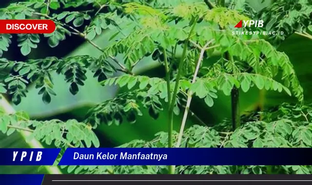 Ketahui 8 Manfaat Daun Kelor untuk Kesehatan Anda