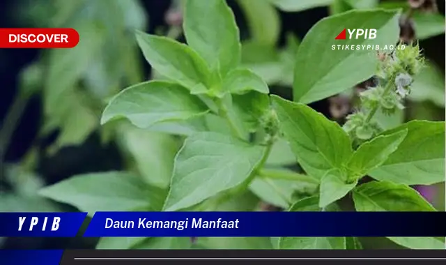 daun kemangi manfaat