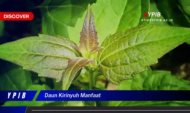 Ketahui 5 Manfaat Daun Kirinyuh untuk Kesehatan