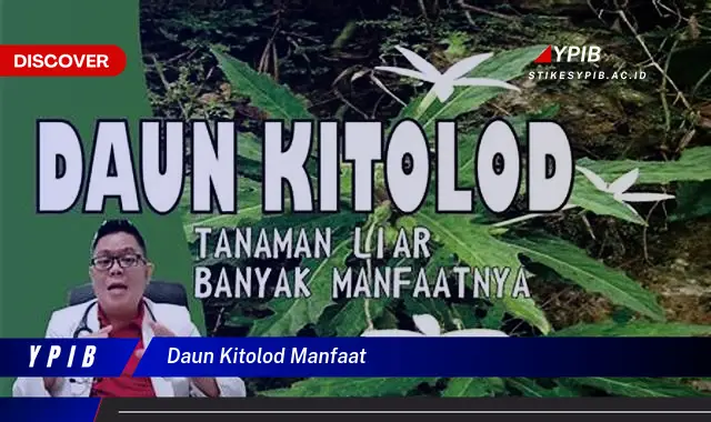 Temukan Manfaat Daun Kitolod untuk Kesehatan