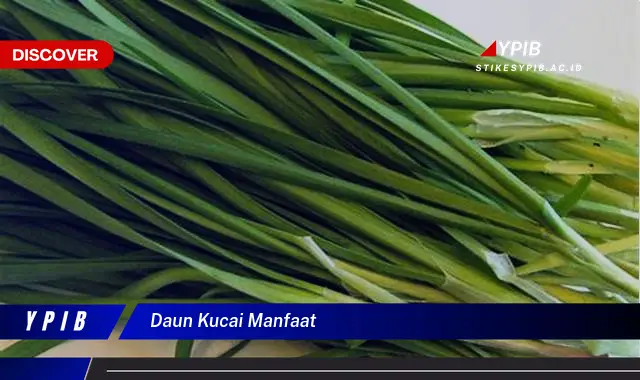 daun kucai manfaat