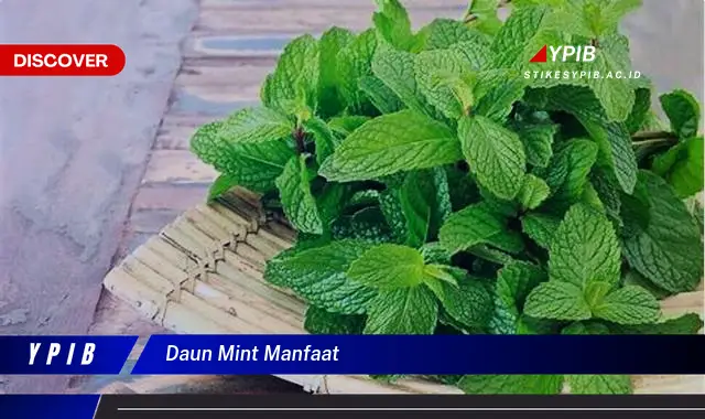 9 Manfaat Daun Mint: Segar dan Sehat