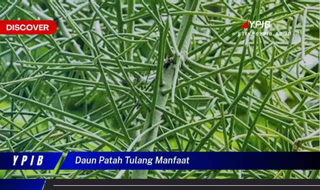 daun patah tulang manfaat