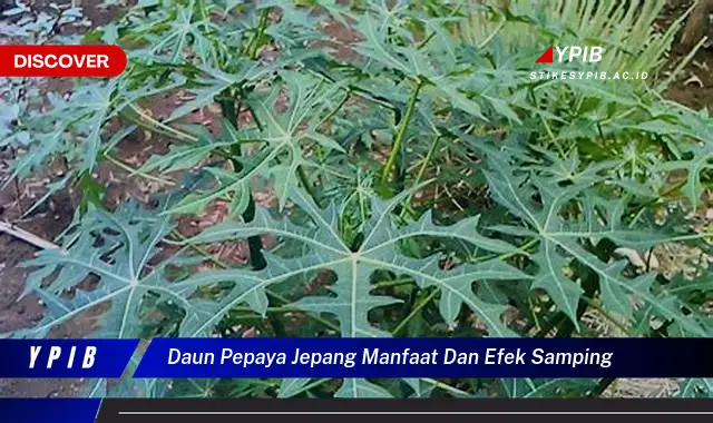 9 Manfaat Daun Pepaya Jepang:  Solusi Kesehatan Anda