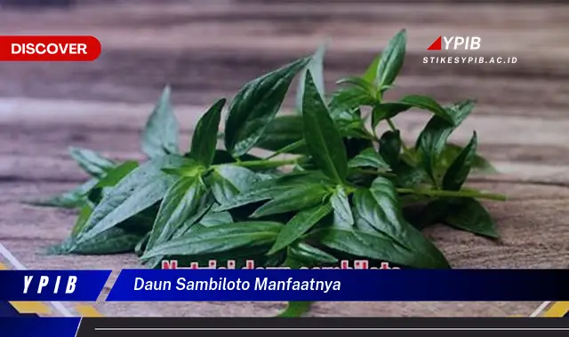 daun sambiloto manfaatnya