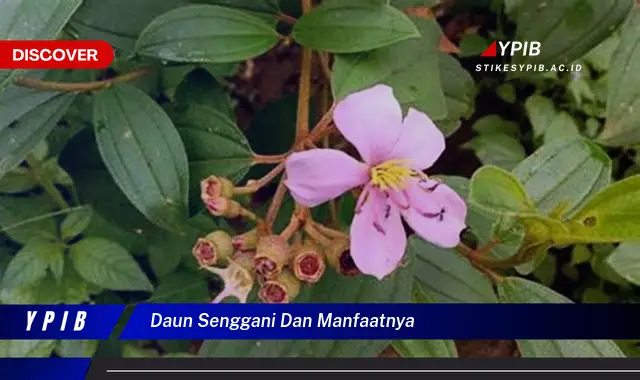 daun senggani dan manfaatnya