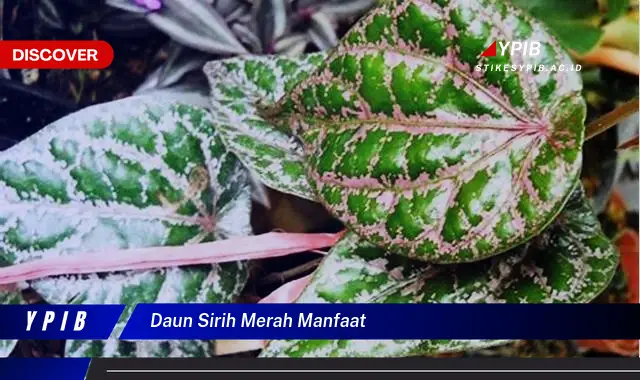 Ketahui 8 Manfaat Daun Sirih Merah untuk Kesehatan