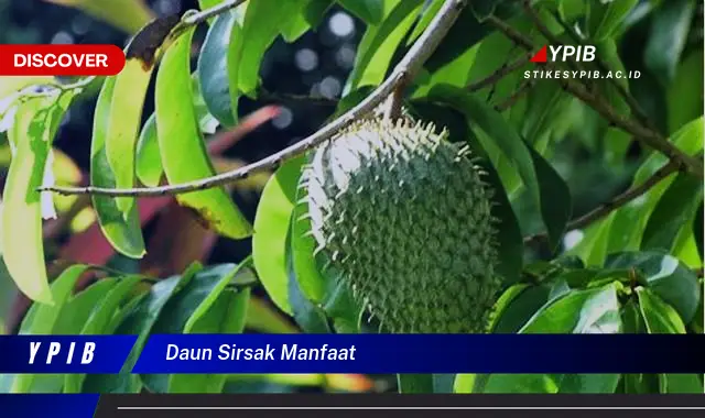 8 Manfaat Daun Sirsak yang Jarang Diketahui