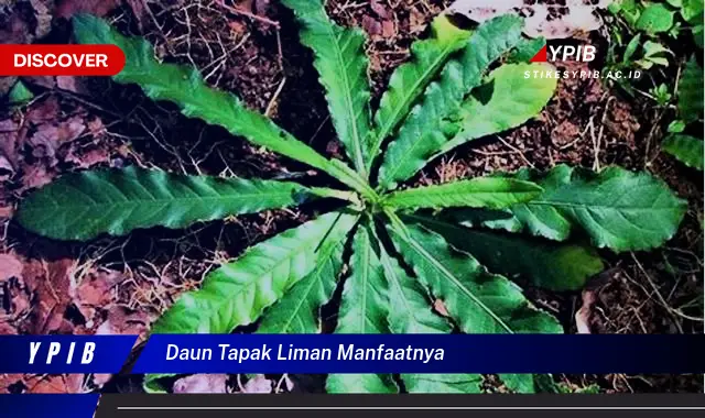 Ketahui 8 Manfaat Daun Tapak Liman untuk Kesehatan