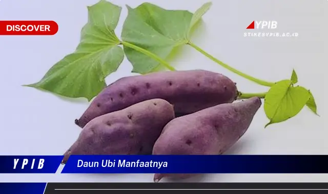 daun ubi manfaatnya