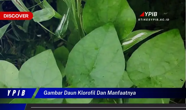 gambar daun klorofil dan manfaatnya