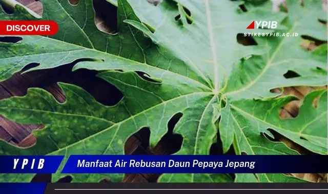 Ketahui 10 Manfaat Air Rebusan Daun Pepaya Jepang untuk Kesehatan Anda