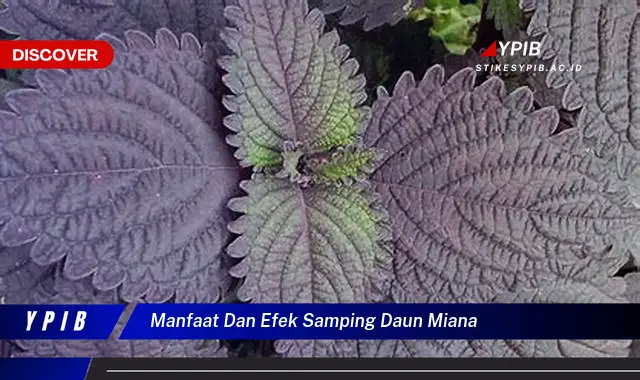 manfaat dan efek samping daun miana