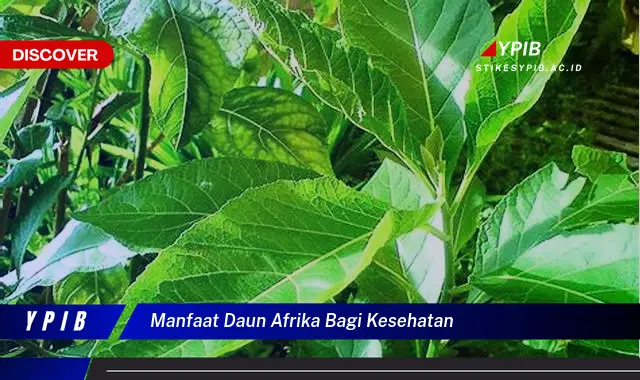 manfaat daun afrika bagi kesehatan