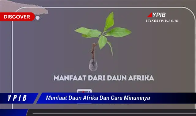 Ketahui 8 Manfaat Daun Afrika untuk Kesehatan dan Cara Minum yang Benar