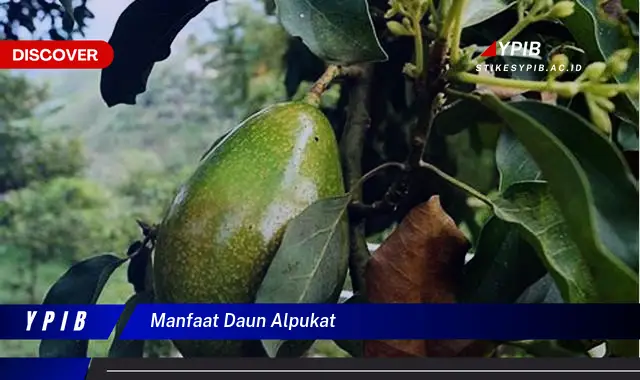 10 Manfaat Daun Alpukat yang Jarang Diketahui