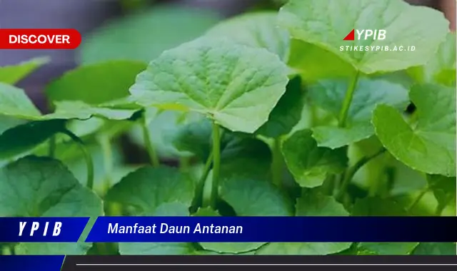 9 Manfaat Daun Antanan untuk Kesehatan Anda