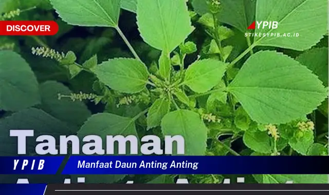 Temukan Khasiat Daun Anting-Anting untuk Kesehatan