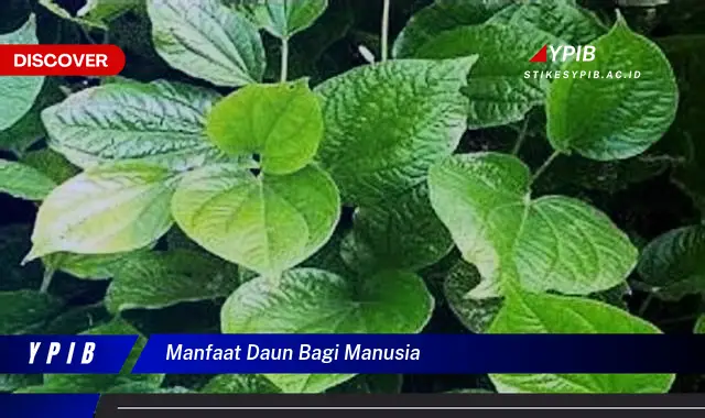 Ketahui 10 Manfaat Daun Bagi Manusia, Dari Kesehatan Hingga Kecantikan