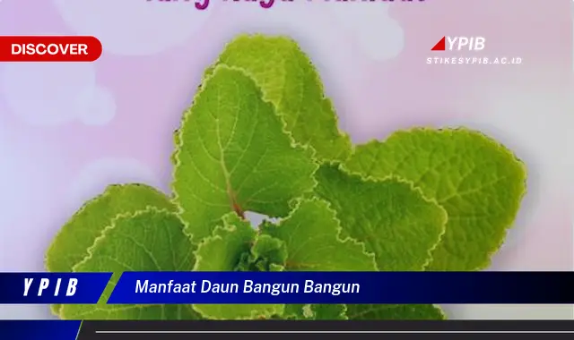 Ketahui 7 Manfaat Daun Bangun-Bangun untuk Kesehatan