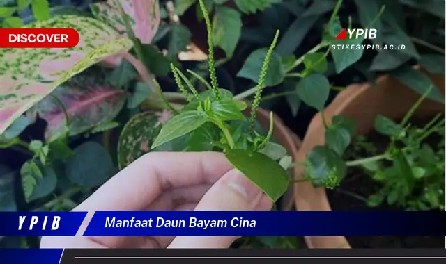 Ketahui 8 Manfaat Daun Bayam Cina untuk Kesehatan Tubuh Anda