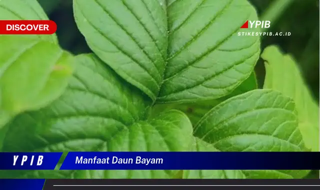 10 Manfaat Daun Bayam: Rahasia Kesehatan Terungkap