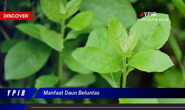 Ketahui 9 Manfaat Daun Beluntas yang Jarang Diketahui