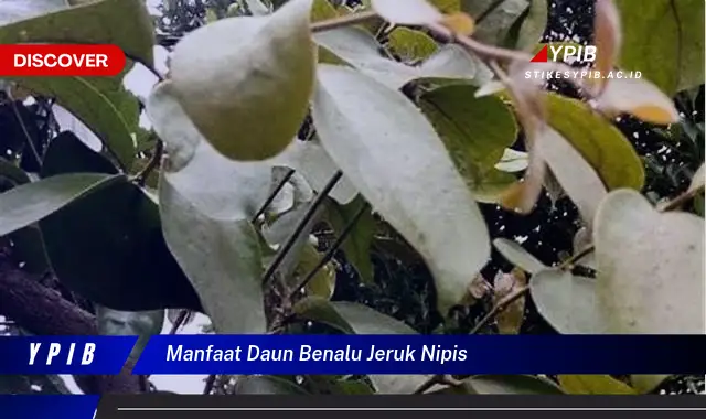 manfaat daun benalu jeruk nipis