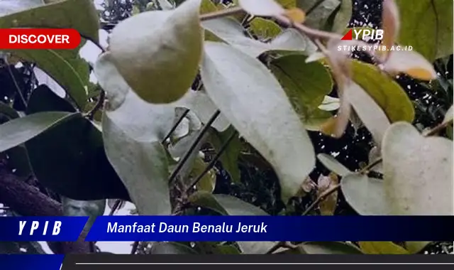 Ketahui 10 Manfaat Daun Benalu Jeruk untuk Kesehatan Anda