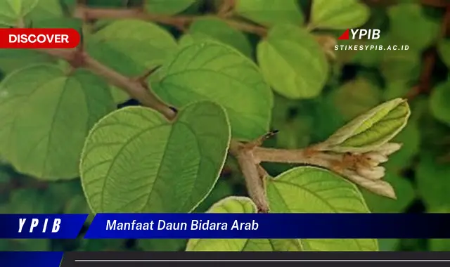 Temukan 15 Manfaat Daun Bidara Arab untuk Kesehatan Anda