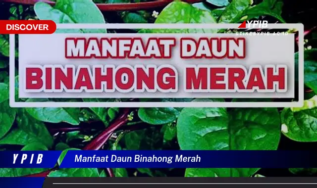 Temukan 7 Manfaat Daun Binahong Merah untuk Kesehatan