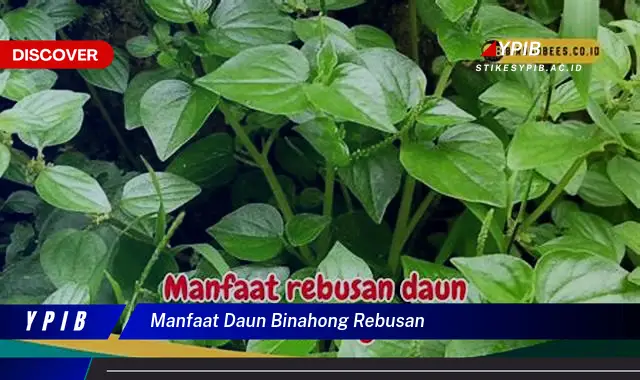 Ketahui 8 Manfaat Daun Binahong Rebusan untuk Kesehatan Anda