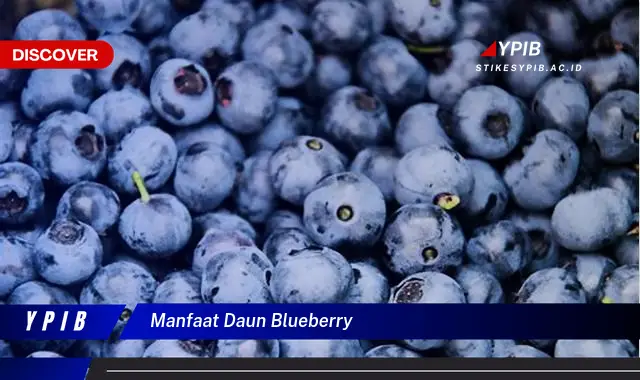 manfaat daun blueberry