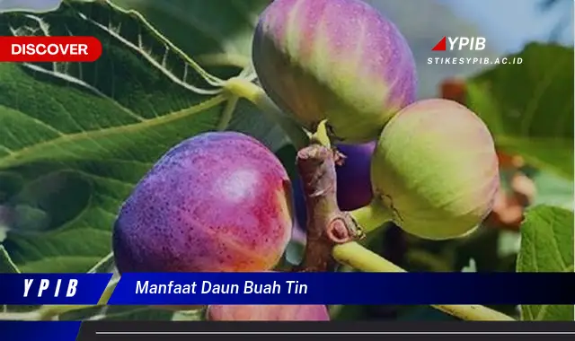 Ketahui 9 Manfaat Daun Buah Tin untuk Kesehatan Anda