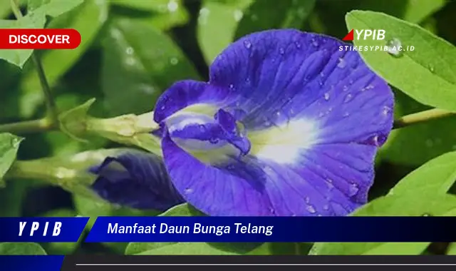 Temukan 7 Manfaat Ajaib Daun Bunga Telang