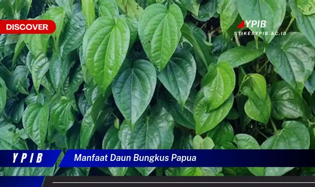 manfaat daun bungkus papua