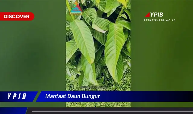 Ketahui 9 Manfaat Daun Bungur untuk Kesehatan, Dari Antioksidan hingga Antiinflamasi