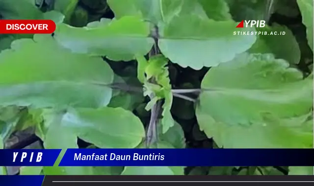 manfaat daun buntiris