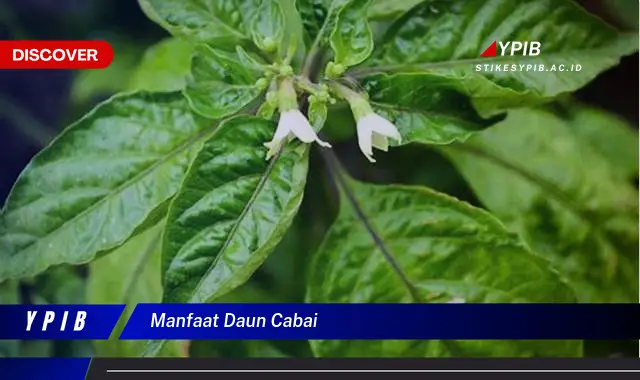 manfaat daun cabai