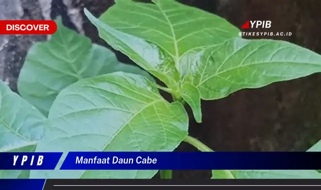 Ketahui 5 Manfaat Daun Cabe untuk Kesehatan