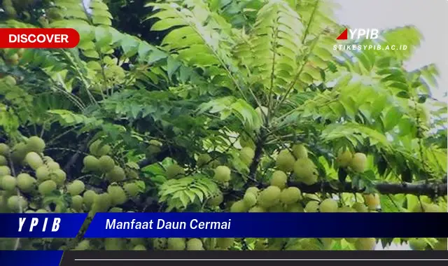 manfaat daun cermai