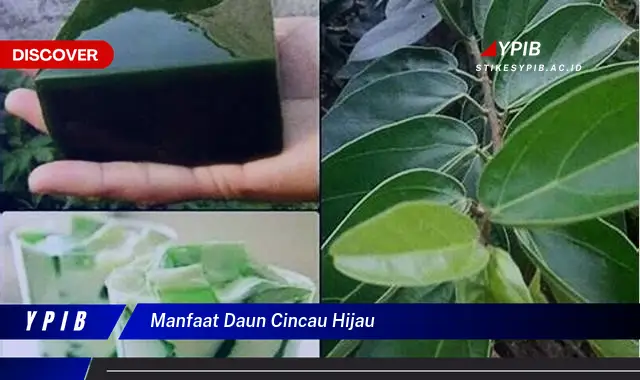 Ketahui 10 Manfaat Daun Cincau Hijau untuk Kesehatan