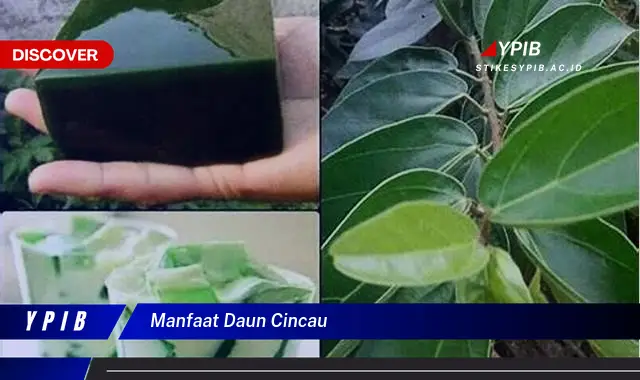 Ketahui 10 Manfaat Daun Cincau untuk Kesehatan Tubuh Anda