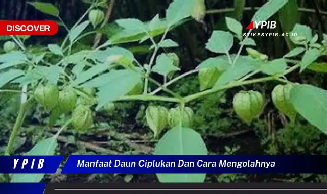 Ketahui Manfaat Daun Ciplukan & Cara Mengolahnya